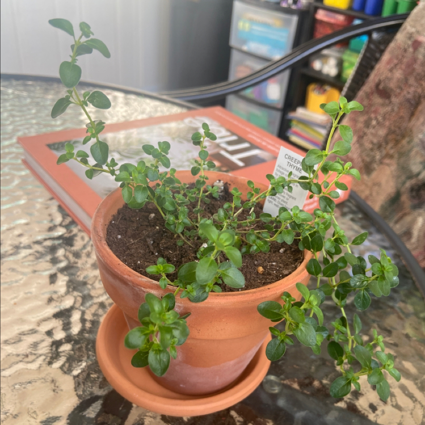 Potted Breckland Thyme plant with healthy green leaves on a glass table.