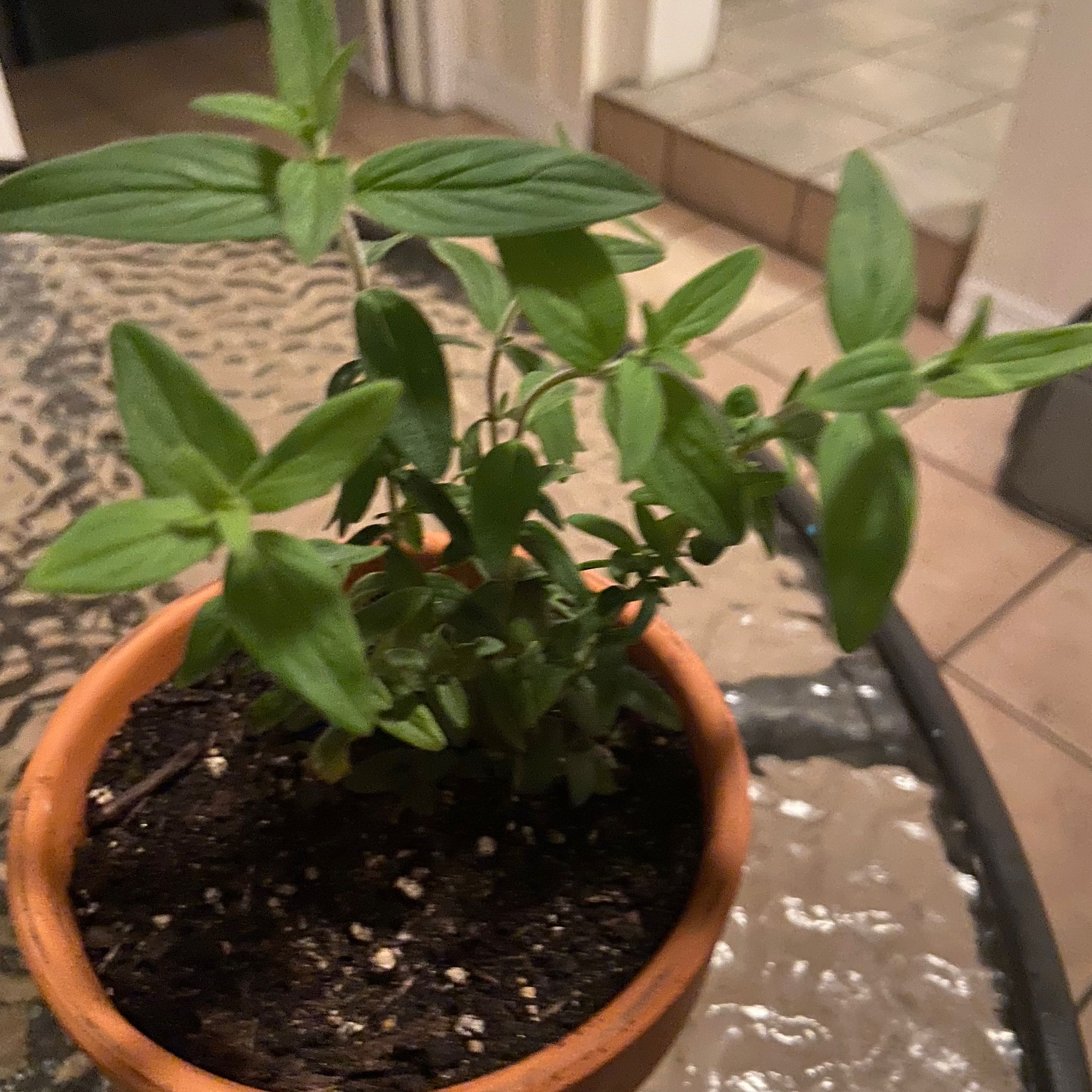 Plant care for Mountain Fire on Greg, the plant care app