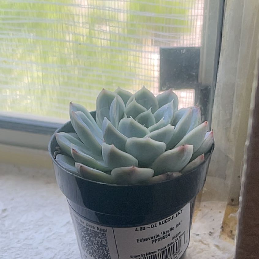 Photo of the plant species Echeveria 'Arctic Ice' by @SuccinctGollum6 named Greg on Greg, the plant care app