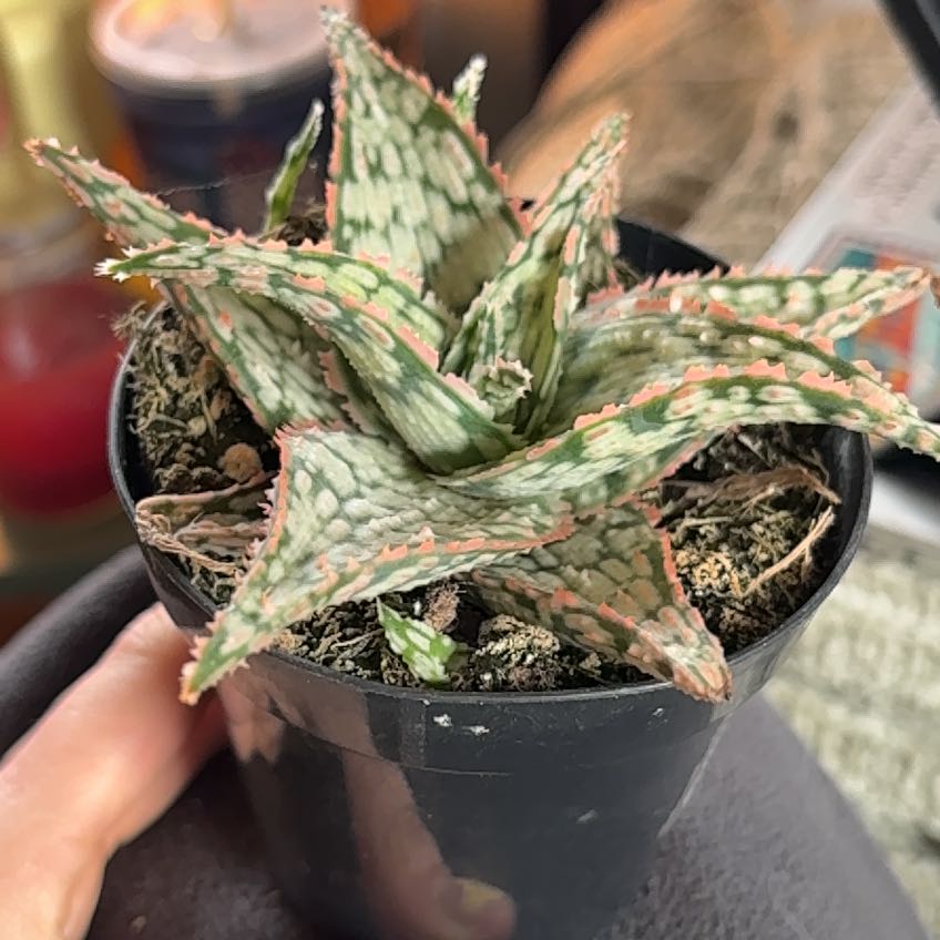 Photo of the plant species Aloe 'Lavender Frost' by @TryPlanera54 named Huckleberry Fern on Greg, the plant care app
