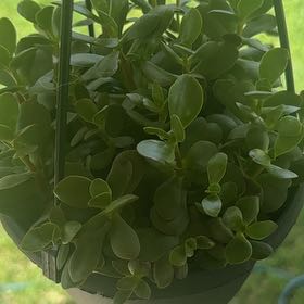 Photo of the plant species Crassula marginalis by @BiggestBuroak59 named Sally on Greg, the plant care app