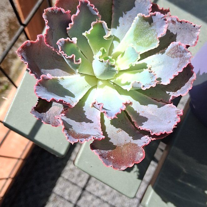 Photo of the plant species Echeveria by @SprightlyBagpod named Harper on Greg, the plant care app