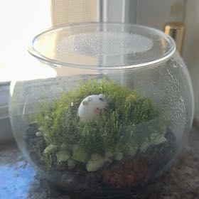 Photo of the plant species Common Bladder Moss by @SharpJuneplum55 named $80 on Greg, the plant care app