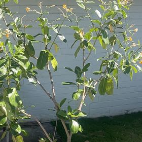 Photo of the plant species Puakenikeni by @YeahPothos2 named Marley on Greg, the plant care app