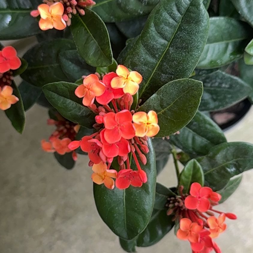 Photo of the plant species Chinese Ixora by @OptimistNoni28 named Beyonce on Greg, the plant care app