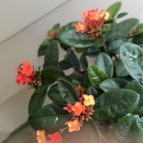 Photo of the plant species Chinese Ixora by @OptimistNoni28 named Kardashian on Greg, the plant care app