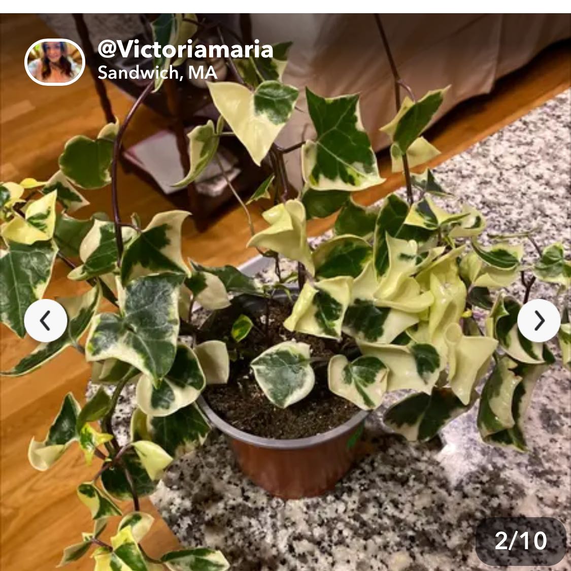 Photo of the plant species Variegated Wax Ivy by @MellowPlain48 named Wax Ivy on Greg, the plant care app