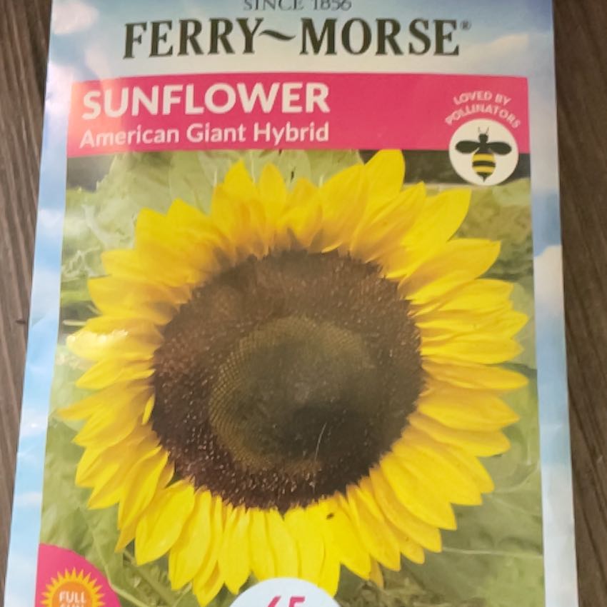 Photo of the plant species American Giant Sunflower by @HotBushhoya9 named Sunny D on Greg, the plant care app
