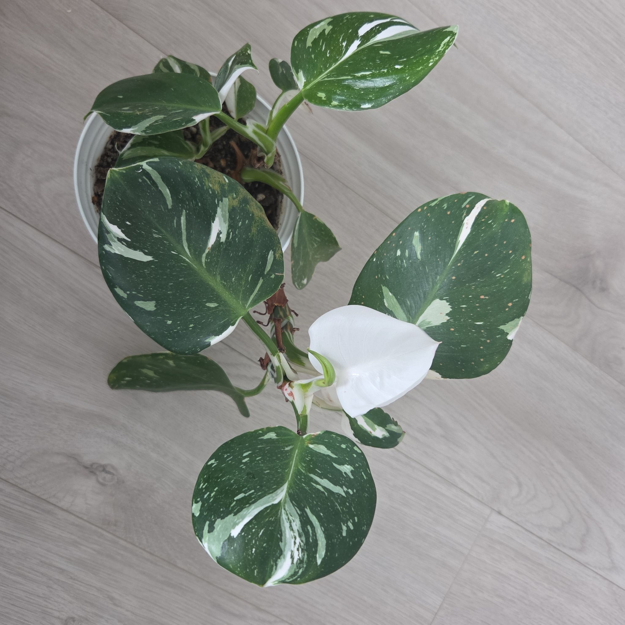 Photo of the plant species Philodendron White Wizard by @LightCalethea48 named Gandalf on Greg, the plant care app