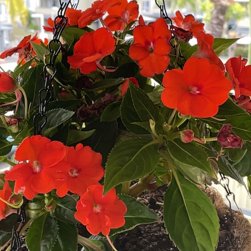 Photo of the plant species SunPatiens by @HelperBaldbrome named Sonora on Greg, the plant care app
