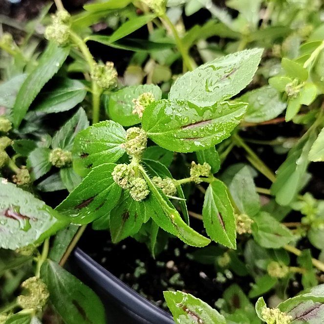 Photo of the plant species Virginia Copperleaf by @VividBlueelf95 named Gomez on Greg, the plant care app