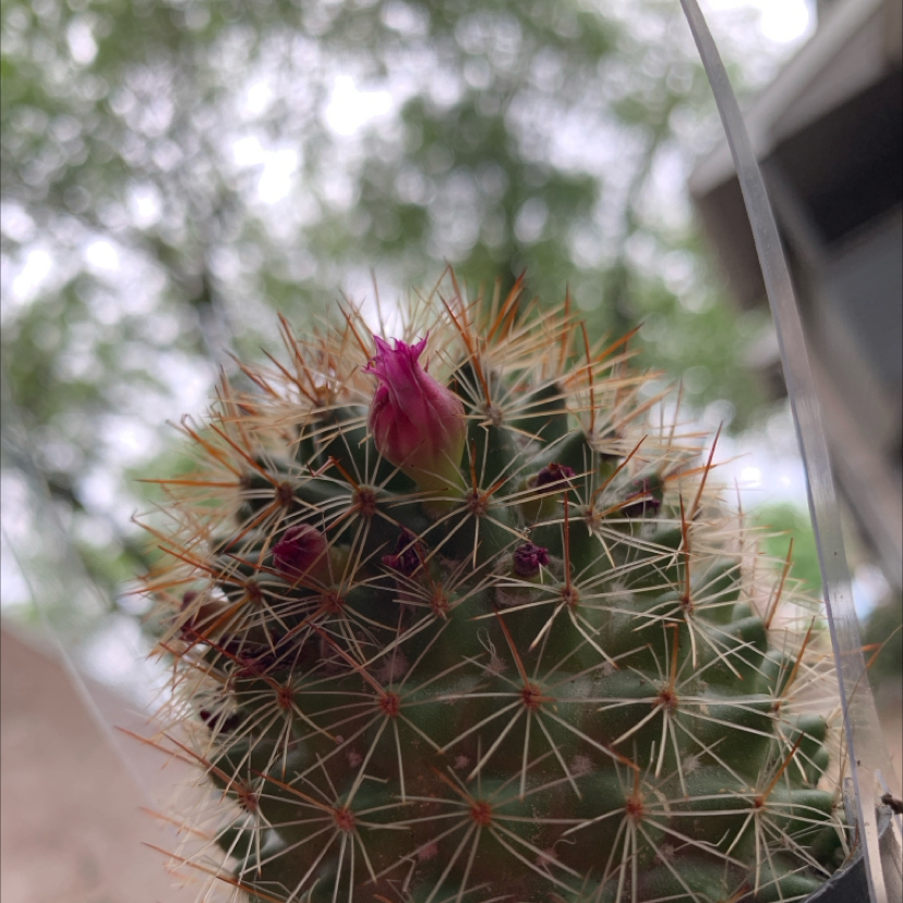 Photo of the plant species Mammillaria spinosissima f. rubrispina by @ZestyFivespot43 named cacti on Greg, the plant care app