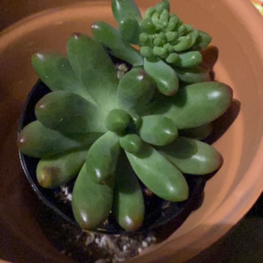 Photo of the plant species Sedum 'Salsa' by @Alexandyr124 named Jaskier on Greg, the plant care app