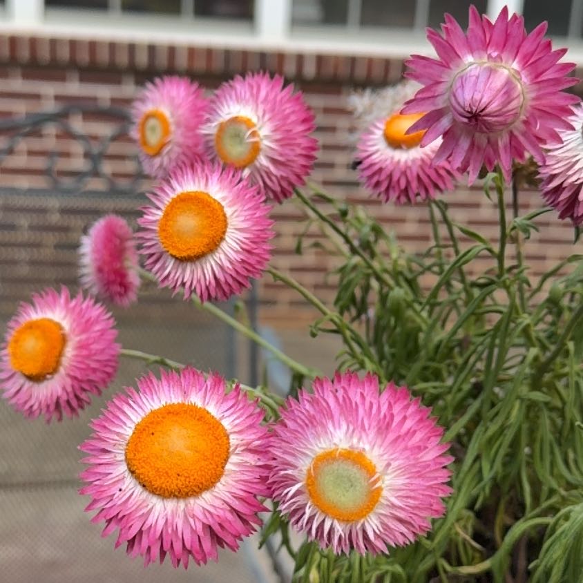 Photo of the plant species Strawflower by @MellowRhodora named Sonora on Greg, the plant care app