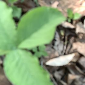 Photo of the plant species Jack in the Pulpit by @BabySuncup47 named Keanu Leaves on Greg, the plant care app