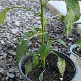 Photo of the plant species Poblano Pepper by @TopBogarum5 named Poblano/Ancho Pepper on Greg, the plant care app