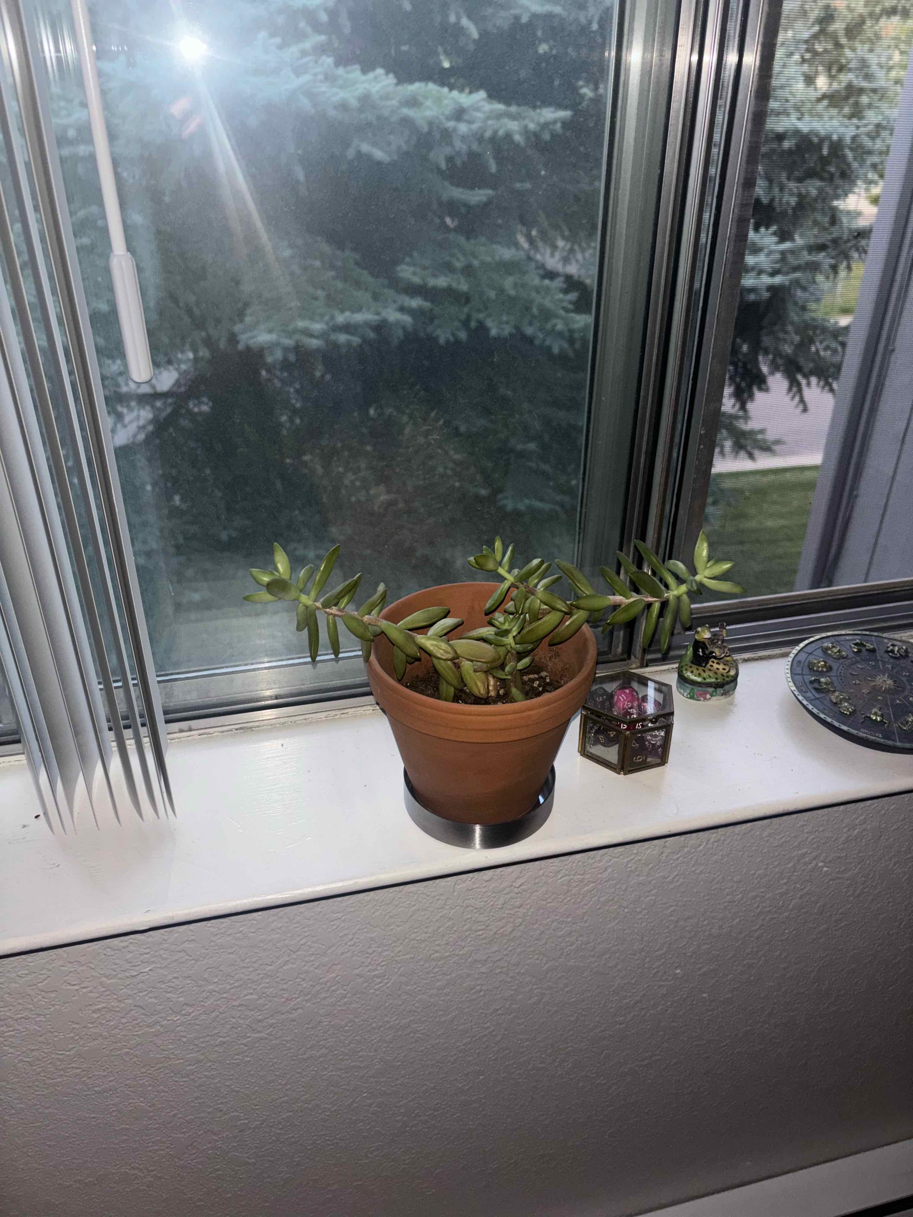 Golden Sedum plant photo by @maevejmk1227 named Gary on Greg, the plant care app.