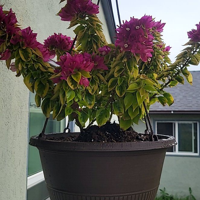 Photo of the plant species Bougainvillea Pixie Queen Dwarf by @HipSoftcane9 named Guenevieve on Greg, the plant care app