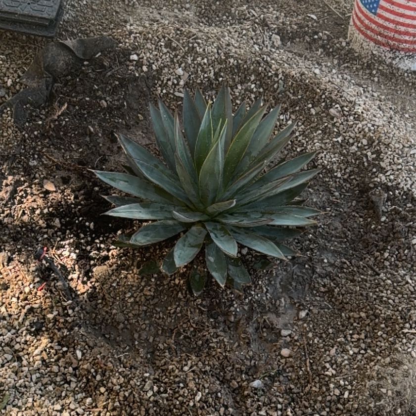 Photo of the plant species Agave 'Blue Glow' by @BeefyWavycap12 named Bruce Lee on Greg, the plant care app