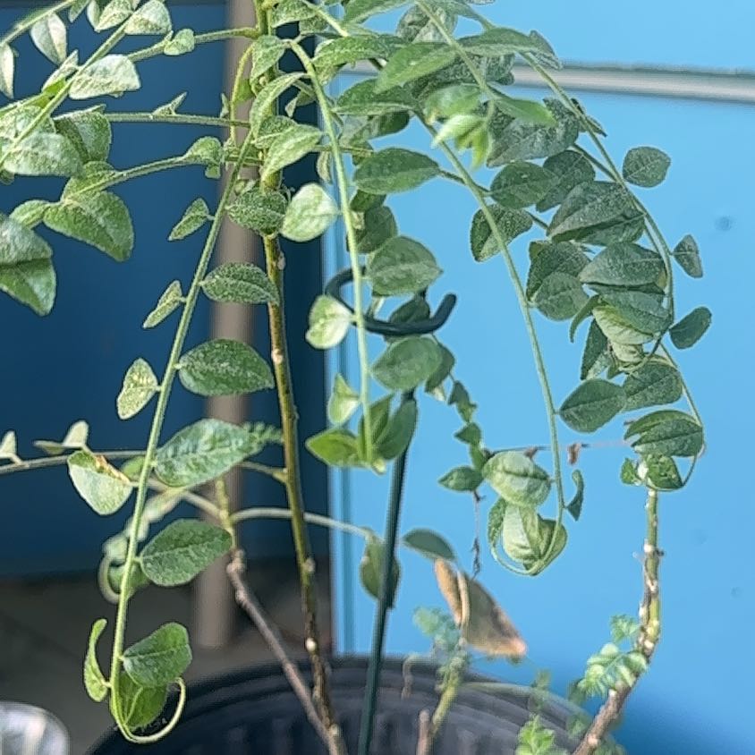 Photo of the plant species Siberian Peashrub by @HeadPlain66 named Scarlett on Greg, the plant care app