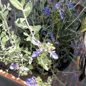 Photo of the plant species Tree Germander by @VeteranKowhai44 named Darwin on Greg, the plant care app