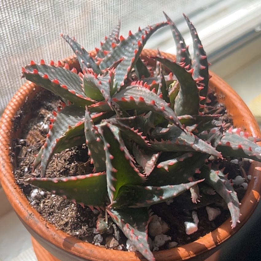 Photo of the plant species Aloe 'Christmas Sleigh' by @JovialAlfalfa97 named Sol on Greg, the plant care app