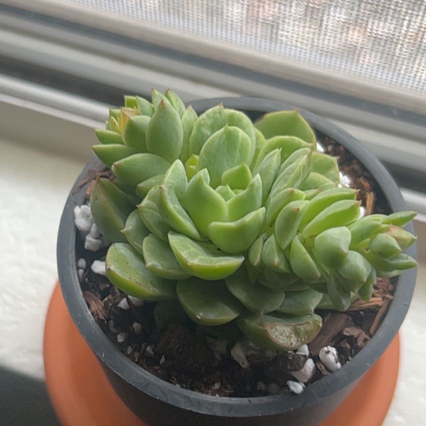Photo of the plant species Echeveria 'Lime n' Chile' by @JovialAlfalfa97 named Aria on Greg, the plant care app