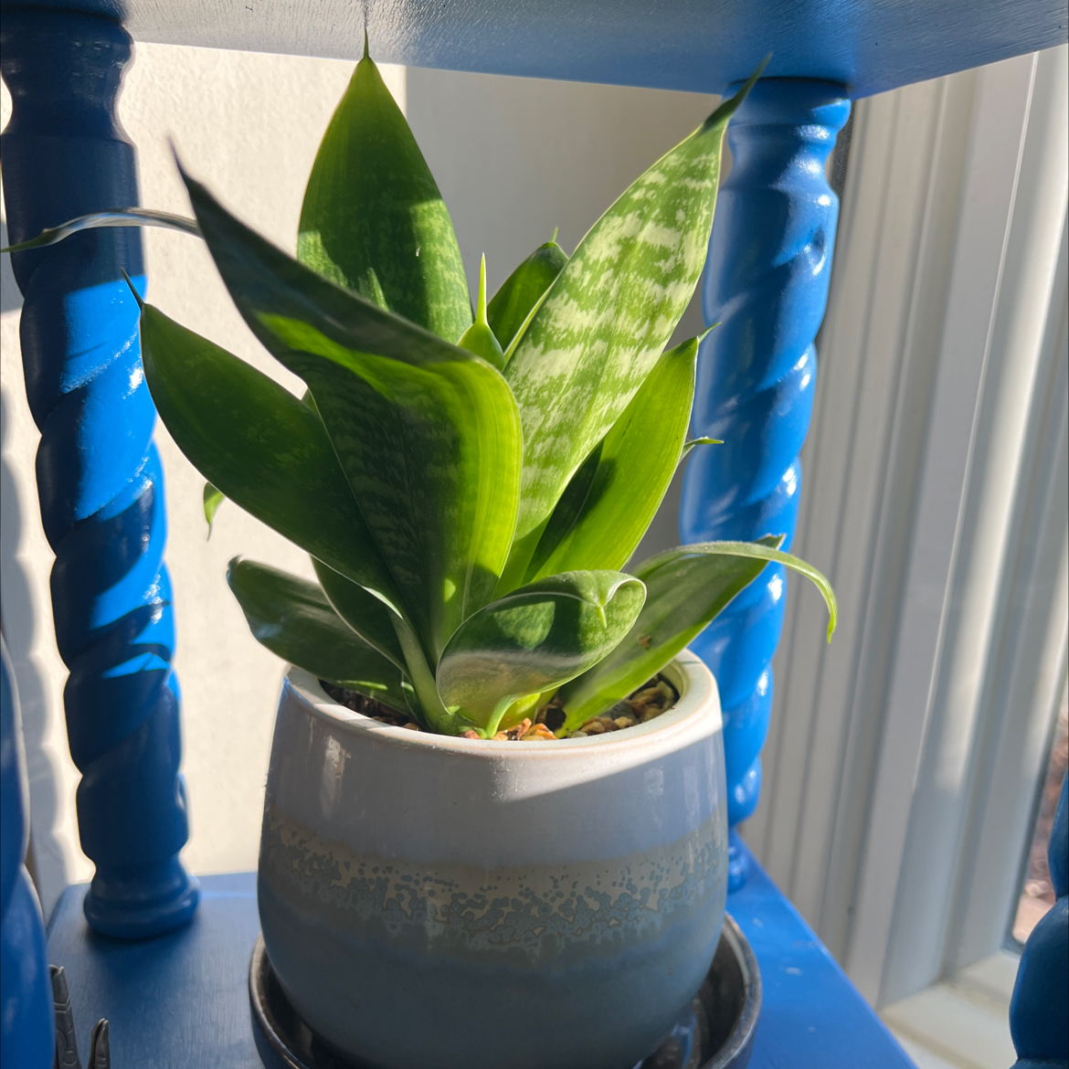 Snake Plant plant photo by @Jeremuoi named Kaa on Greg, the plant care app.