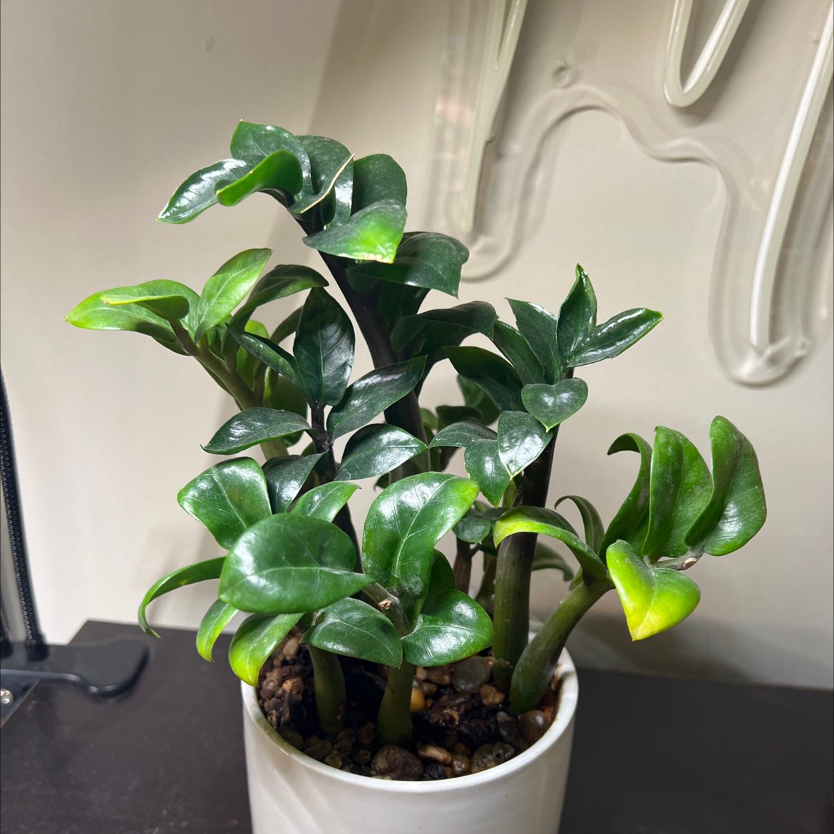 Zamioculcas Zamiifolia plant photo by @Jeremuoi named ZZ Neuwirth on Greg, the plant care app.