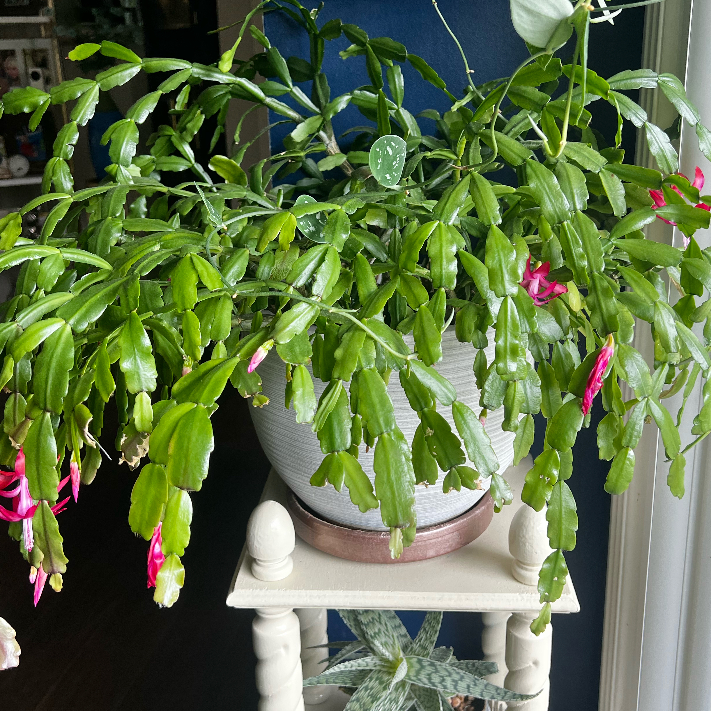 Christmas Cactus plant photo by @Jeremuoi named Genevieve on Greg, the plant care app.