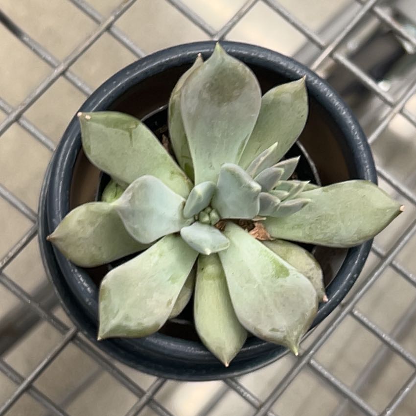 Photo of the plant species Pachyphytum 'Margrit' by @HipMaypop33 named King on Greg, the plant care app