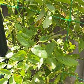 Photo of the plant species Peggy Martin Rose by @DollTawa34 named Messi on Greg, the plant care app