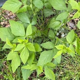 Photo of the plant species White Avens by @TryTipa10 named Kesha on Greg, the plant care app