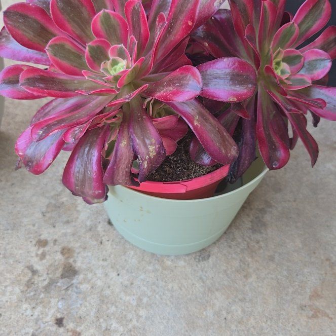 Photo of the plant species Aeonium 'Carnival' by @LovableKanna named Cotton Candy on Greg, the plant care app