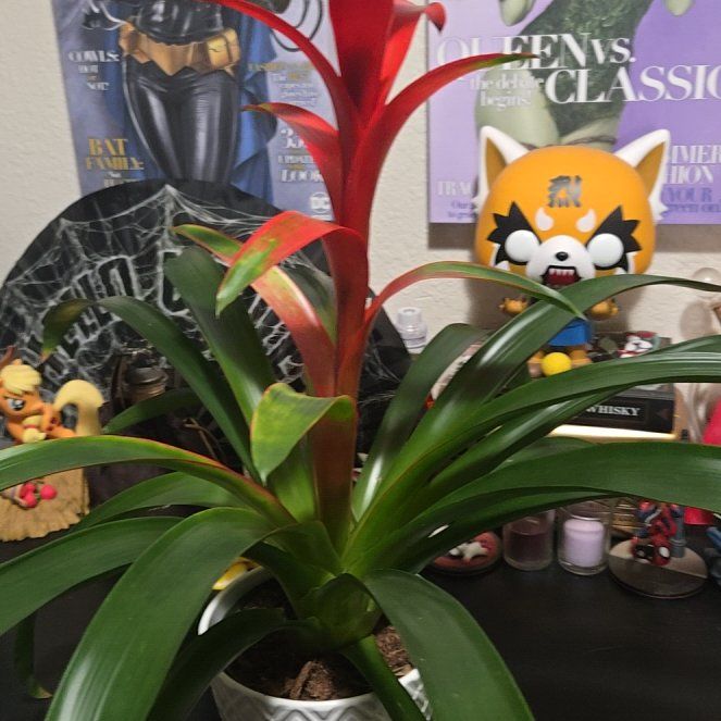 Photo of the plant species Red Bromelaid by @LovableKanna named Red Sonja on Greg, the plant care app