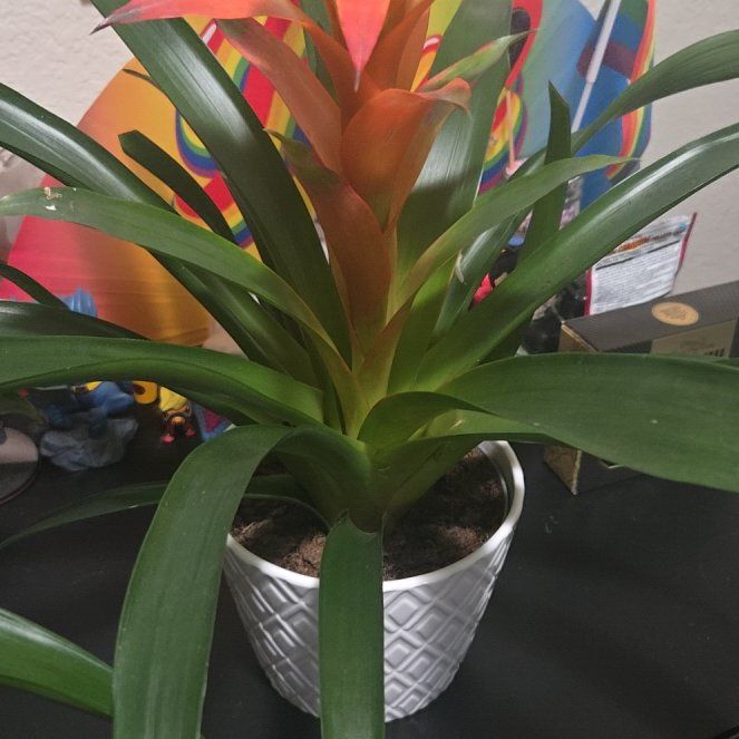 Photo of the plant species Red Bromelaid by @LovableKanna named Conan the Barbarian on Greg, the plant care app