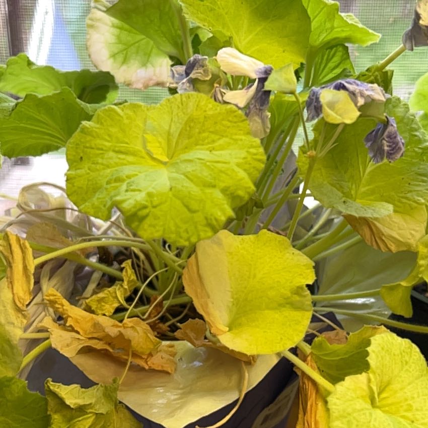 Photo of the plant species German Primrose by @SportyMedeola19 named Mochi on Greg, the plant care app