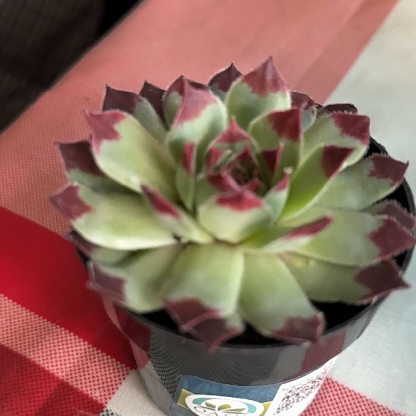Photo of the plant species Sempervivum calcareum by @ClearAlfalfa51 named Naomi on Greg, the plant care app