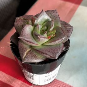 Photo of the plant species Echeveria purpusorum by @ClearAlfalfa51 named Sol on Greg, the plant care app