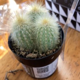 Photo of the plant species Silver Torch Cactus by @ZarfFlax96 named Khaleesi on Greg, the plant care app