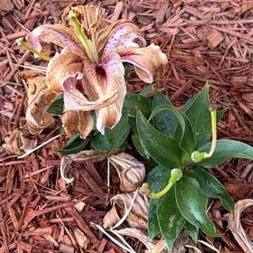 Photo of the plant species Humboldt's Lily by @BigSalal18 named Aria on Greg, the plant care app