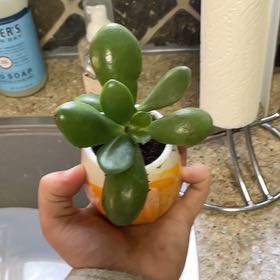 Photo of the plant species Golden Jade by @AmusingGinger named Leo on Greg, the plant care app