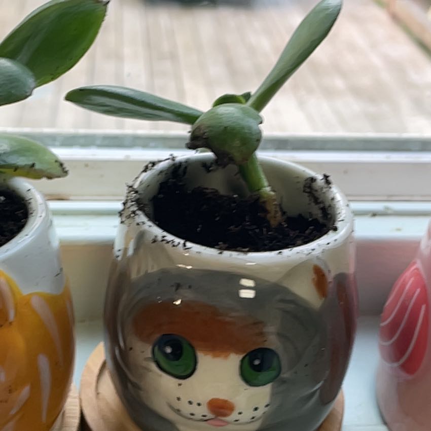 Photo of the plant species Golden Jade by @AmusingGinger named Oliver on Greg, the plant care app