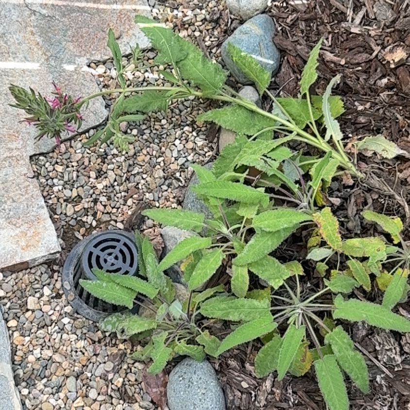 Photo of the plant species Hummingbird Sage by @LitheKonjac16 named Fernie Mercury on Greg, the plant care app