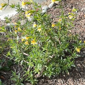 Photo of the plant species Lompoc Mesa Bush Monkeyflower by @LitheKonjac16 named Harmony on Greg, the plant care app