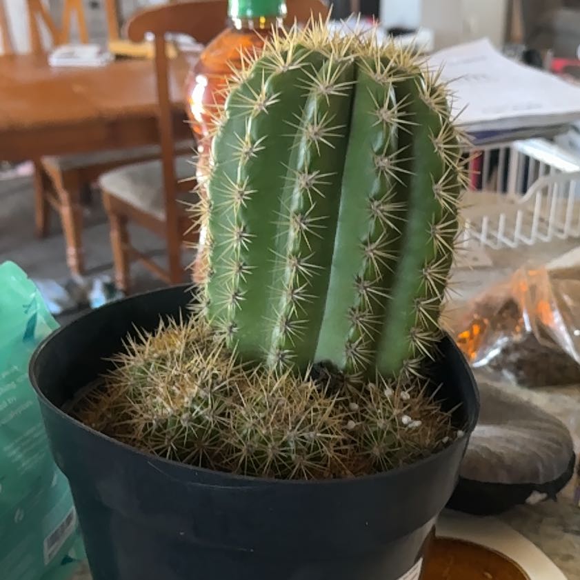 Photo of the plant species Trichocereus 'Sun Goddess' by @SurpriseSalsa68 named Karen on Greg, the plant care app