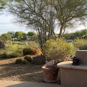 Photo of the plant species Baja Fairy Duster by @DevotedMossfern named Fernie Mercury on Greg, the plant care app