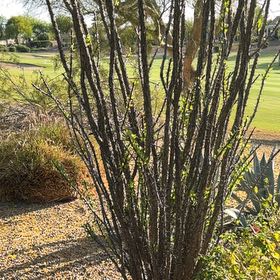 Photo of the plant species Ocotillo by @DevotedMossfern named Nithin on Greg, the plant care app