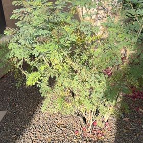 Photo of the plant species Bird-of-Paradise Shrub by @DevotedMossfern named Kobe on Greg, the plant care app