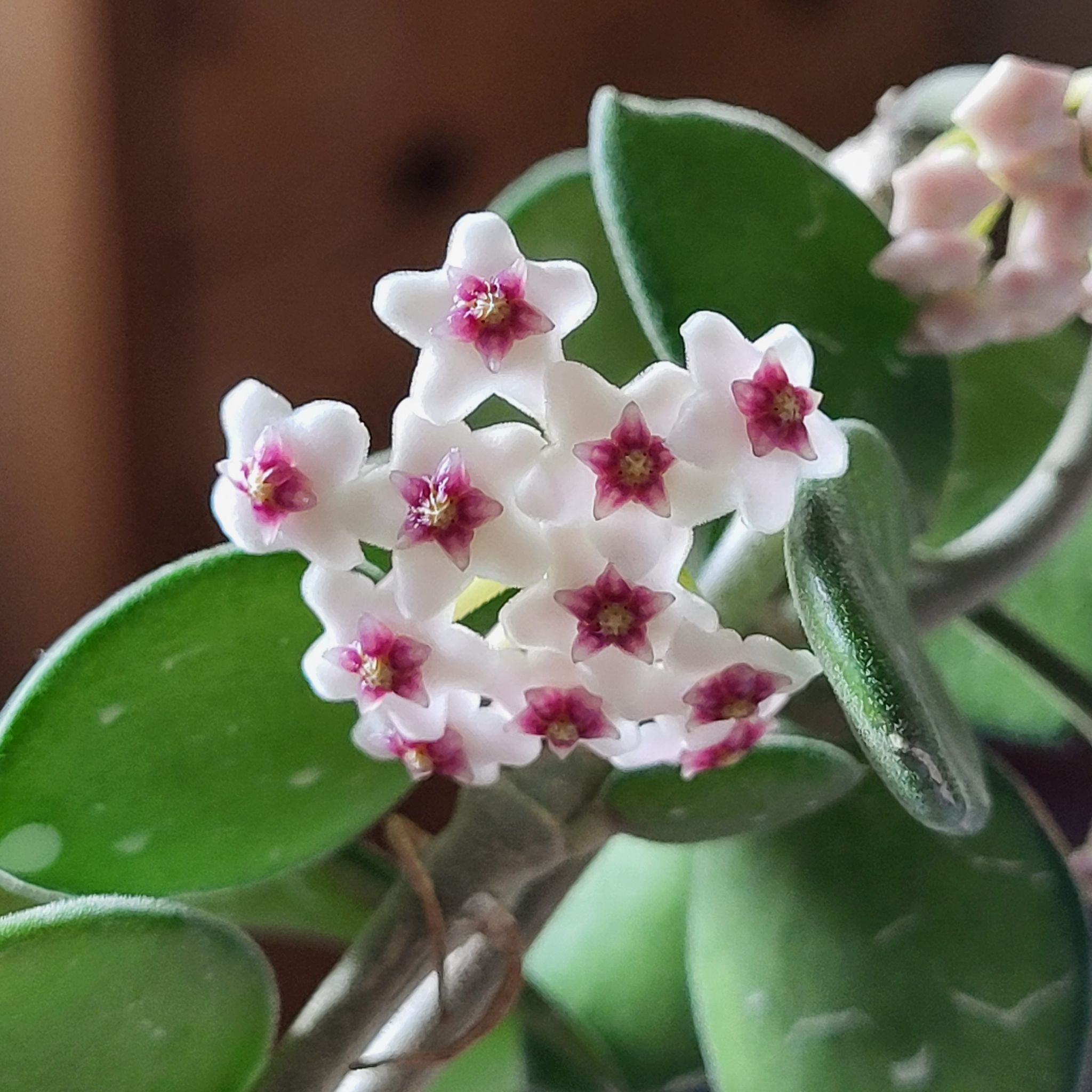 Hoya nummularioides plant with healthy green leaves and star-shaped flowers.